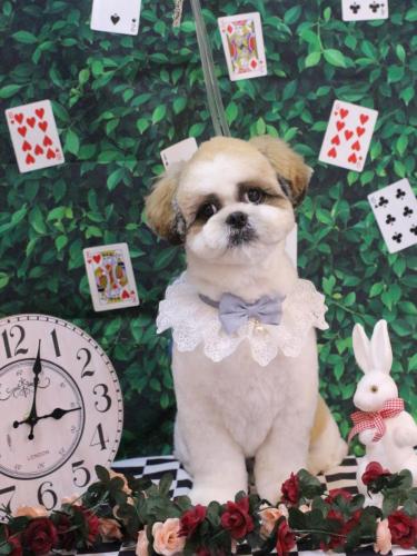 20250404ぽん吉くん